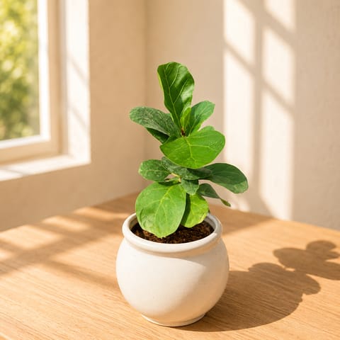 Fiddle Leaf Fig in 5 Inch Live Fresh Plant Matki Designer Ceramic Pot (Any Colour & Design) in Mayur Vihar Phase 2
