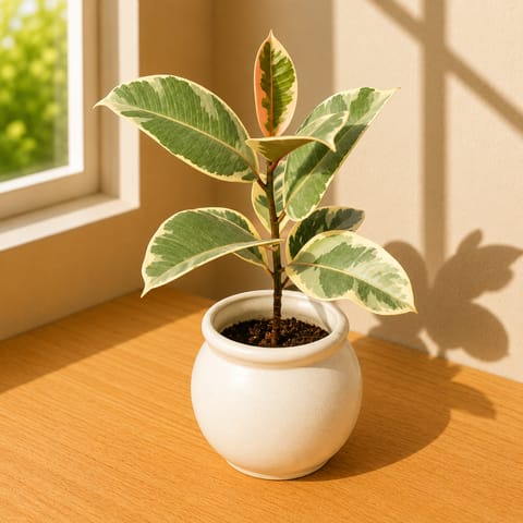 Rubber Pink in 5 Inch Live Fresh Plant Matki Designer Ceramic Pot (Any Colour & Design) in Dlf Phase 2
