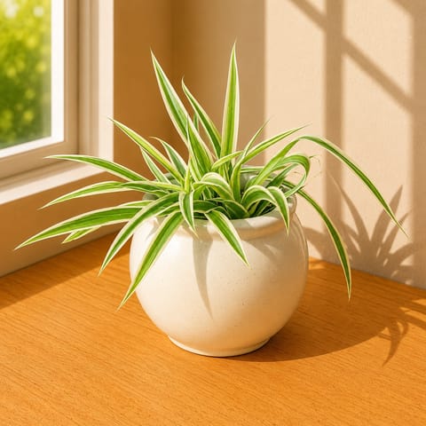 Spider Plant in 5 Inch Live Fresh Plant Matki Designer Ceramic Pot (Any Colour & Design) in Mayur Vihar Phase 2