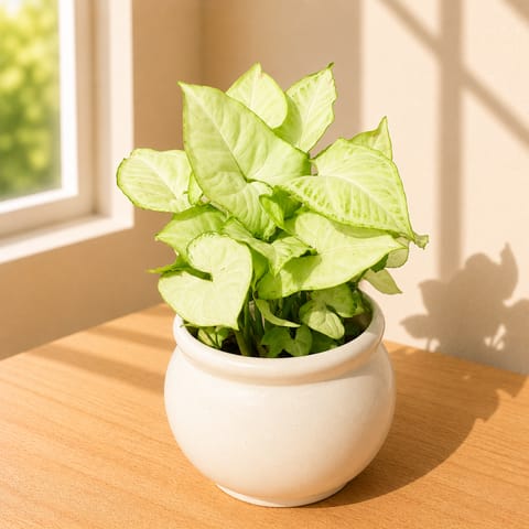 Syngonium White in 5 Inch Live Fresh Plant Matki Designer Ceramic Pot (Any Colour & Design) in Sector 21