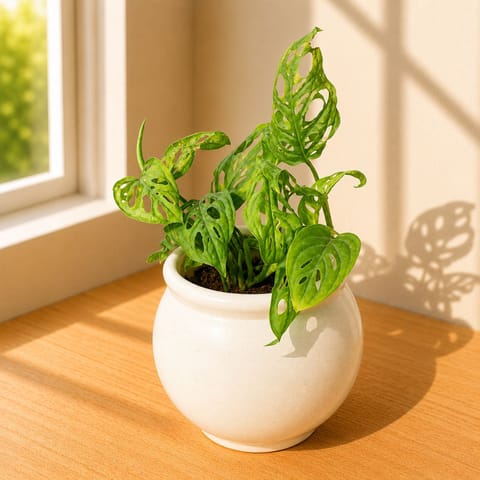 Monstera Broken Heart in 4 Inch Ivory White Matki Ceramic Planter
