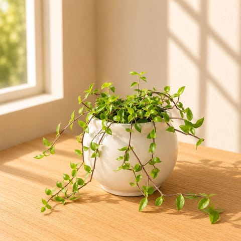 Turtle Vine in 4 Inch Ivory White Matki Ceramic Planter