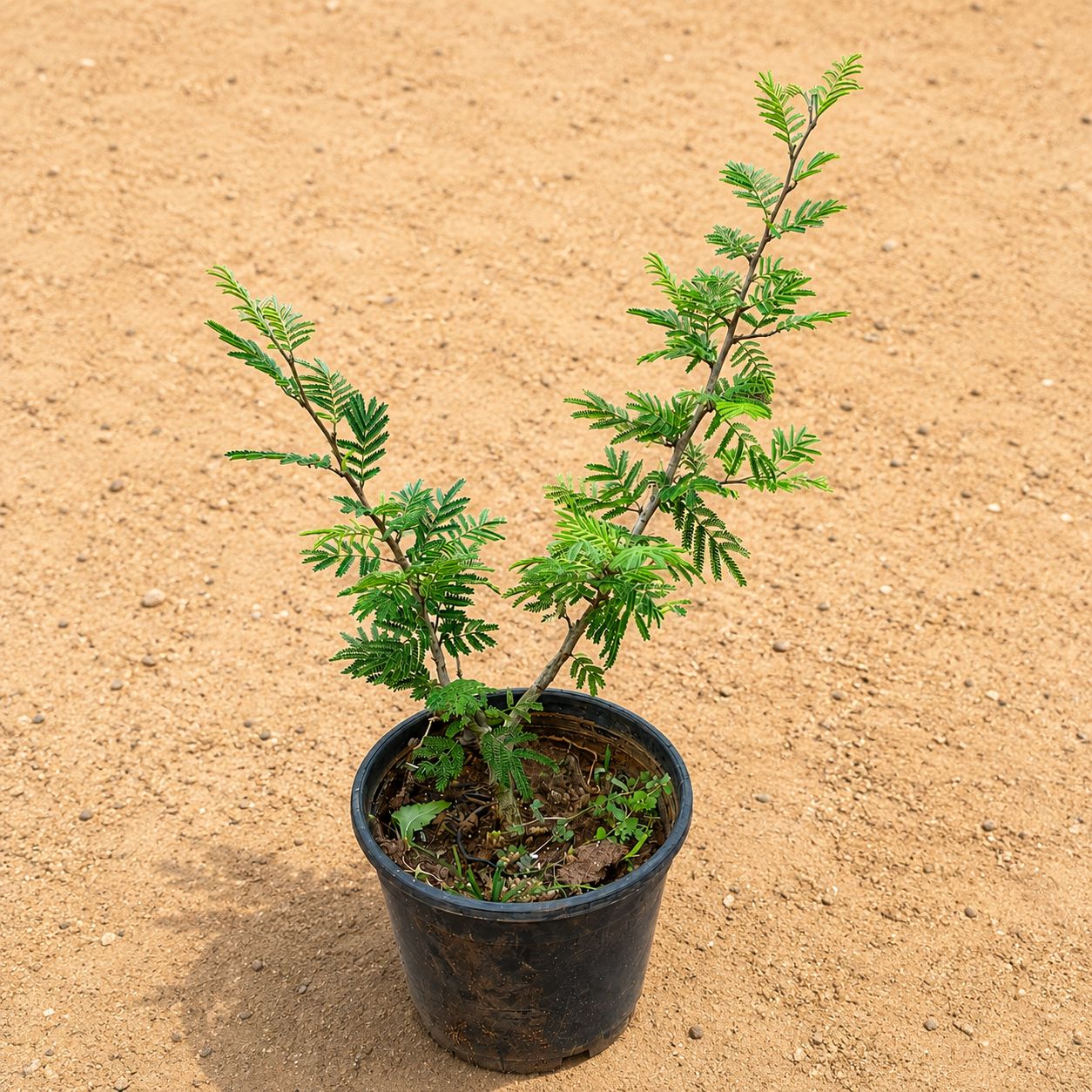 Shami in 4 Inch Nursery Pot