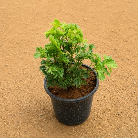 Aralia Green in 4 Inch Nursery Pot