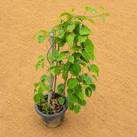 Rakhi Bel / Passiflora / Passionflower in 6 Inch Nursery Pot