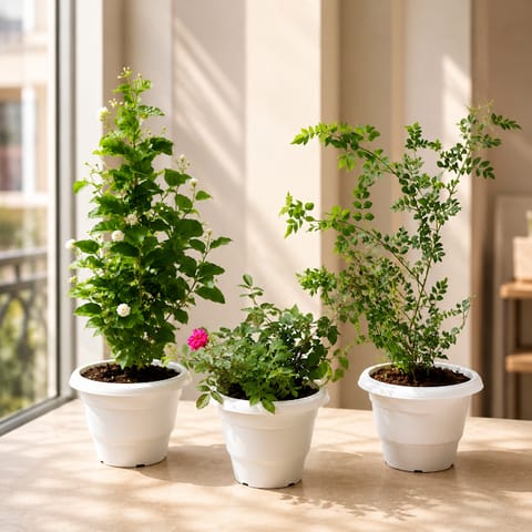 Fragrant Balcony Garden: Set of 3 - Button Rose (any color), Mogra/ Jasmine, Chameli in 8 Inch White Classy Plastic Pot