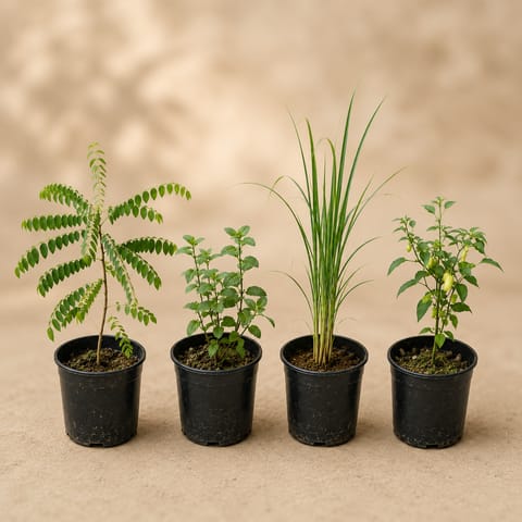 Herbs Harmony - Set of 4 - Curry Patta, Chilli, Mint & Lemongrass in 4 Inch Nursery Pot