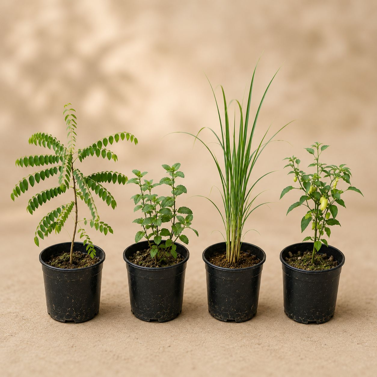 Herbs Harmony - Set of 4 - Curry Patta, Chilli, Mint & Lemongrass in 4 Inch Nursery Pot