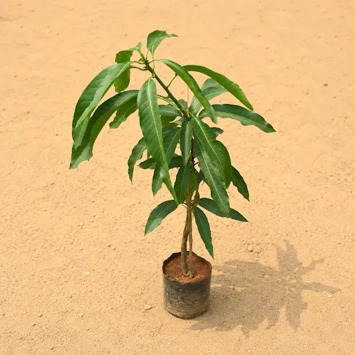 Aam / Mango (~2.5 ft) in 6 Inch Nursery bag