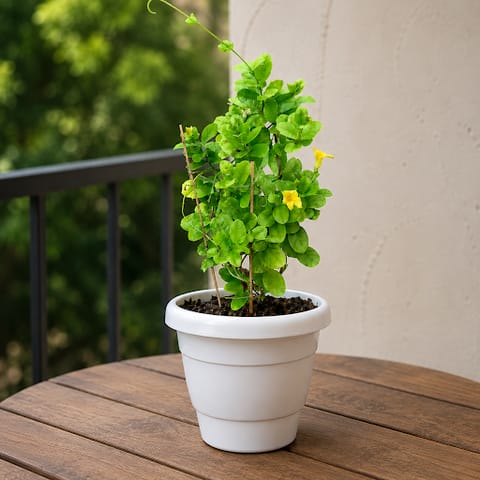 Allamanda (any colour) Pune in 8 Inch White Classy Plastic Pot