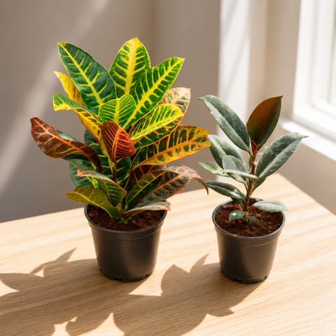 Set of 2 - Croton Petra & Rubber Black in 5 Inch Nursery Pot