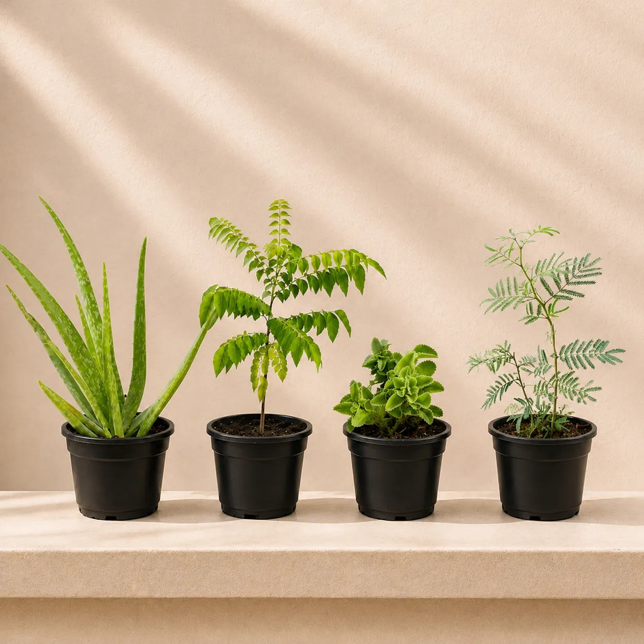 Herbs Harmony - Set of 4 - Curry Patta, Shami, Ajwain & Aloe Vera in 4 Inch Nursery Pot