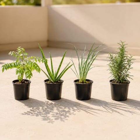 Herbal Harmony - Set of 4 - Curry Patta, Aloe Vera, Lemon Grass & Rosemary in 4 inch Nursery Pot