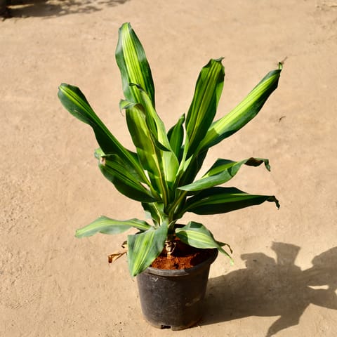 Dracaena Dara Singh in 8 Inch Live Fresh Plant Black Nursery Pot in Sector 63