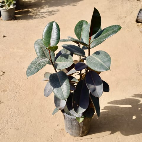 Rubber in 14 Inch Live Fresh Plant Black Nursery Pot in Model Town