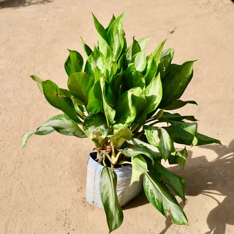 Aglaonema Silver Mother in 10 Inch Live Fresh Plant Nursery Bag in Sector 77