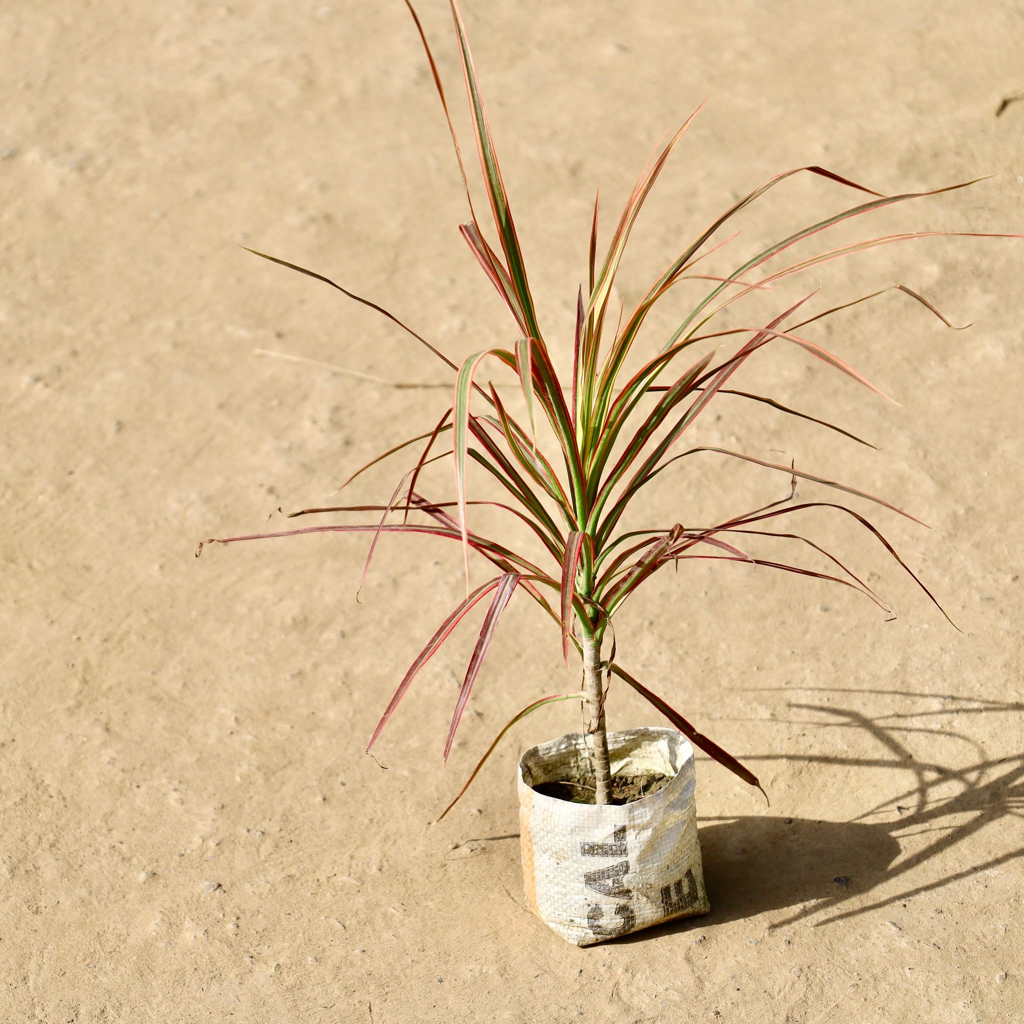 Dracaena Colorama Red in 4 inch Nursery Bag