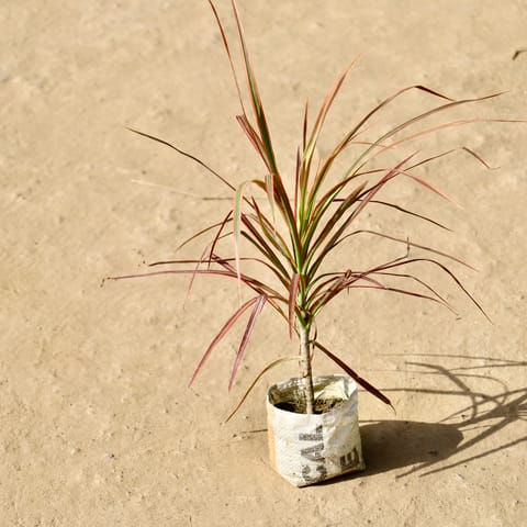 Dracaena Colorama Red in 4 inch Nursery Bag