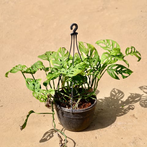 Monestra Broken Heart in 8 Inch Live Fresh Plant Hanging Basket in Worli Mumbai