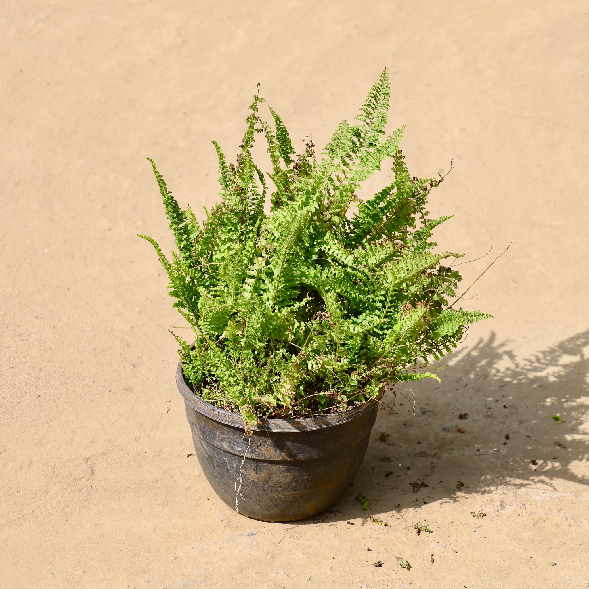 Boston Fern in 8 inch Hanging Basket