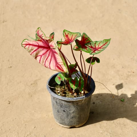 Caladium/ Heart of Jesus in 8 inch Black Nursery Pot
