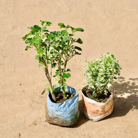 Aralia White? in 4 Inch Live Fresh Plant Nursery Bag in Tilak Nagar
