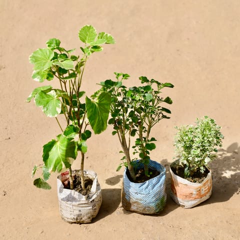 Set of 3 - Aralia Dinner Plate,green, & Aralia White in 4 Inch Live Fresh Plant Nursery Bag in Tilak Nagar