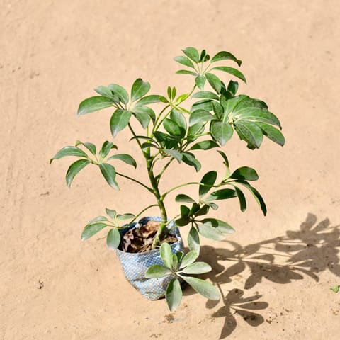Schefflera Green? in 4 Inch Live Fresh Plant Nursery Bag in Patel Nagar