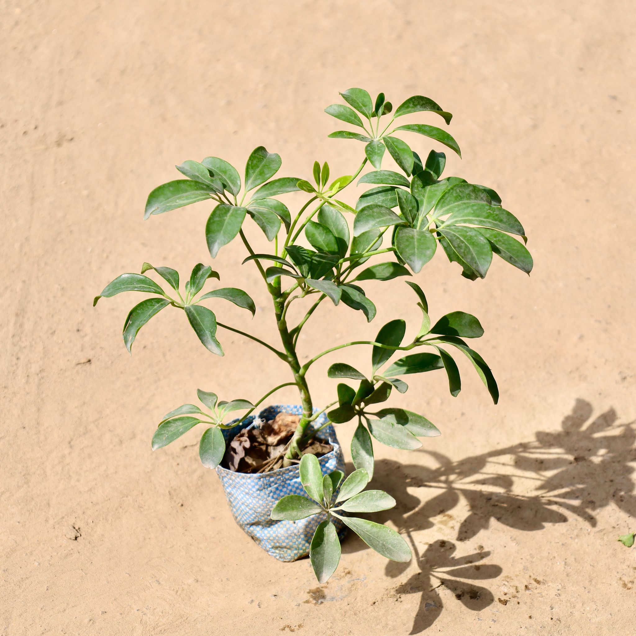 Schefflera Green� in 4 inch Nursery Bag