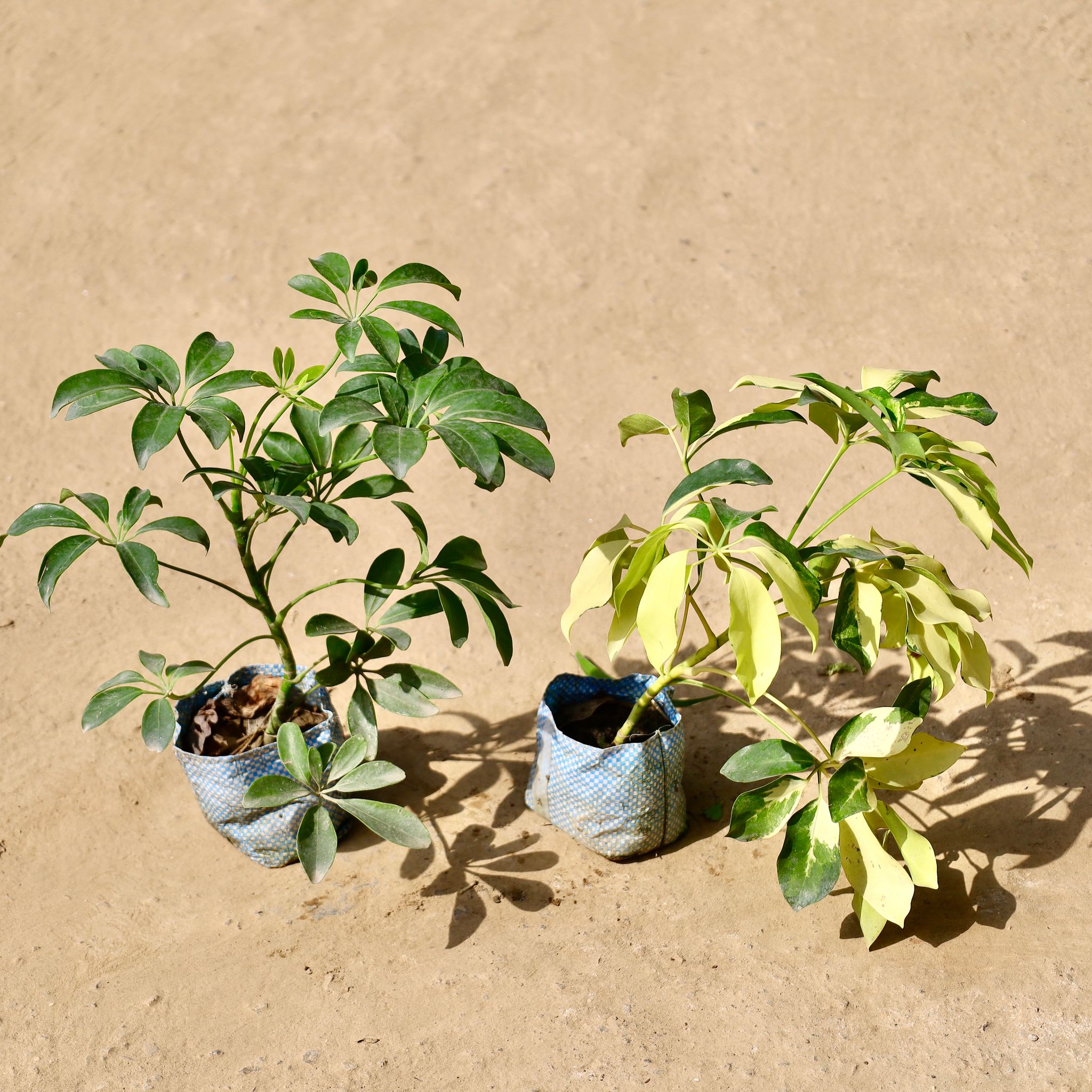 Set of 2 - Schefflera Green�& Schefflera Variegated in 4 inch Nursery Bag