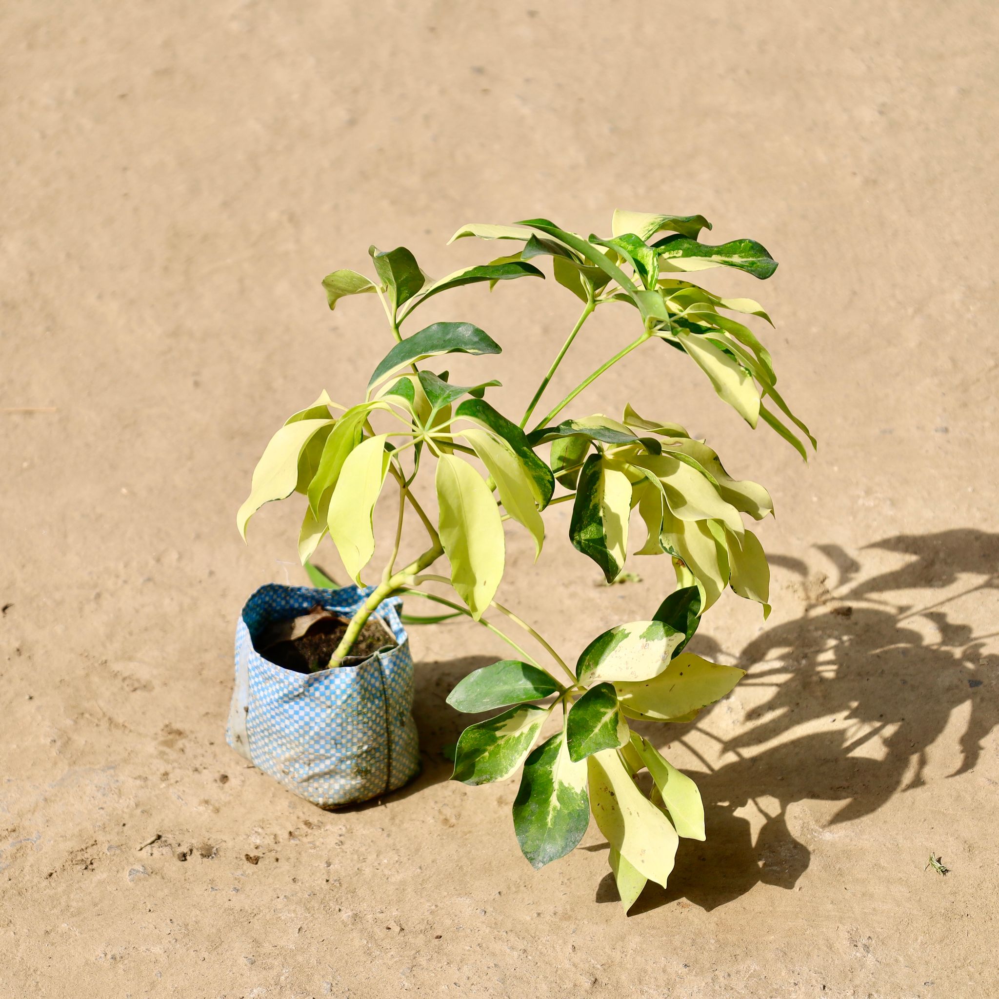 Schefflera Variegated in 4 inch Nursery Bag