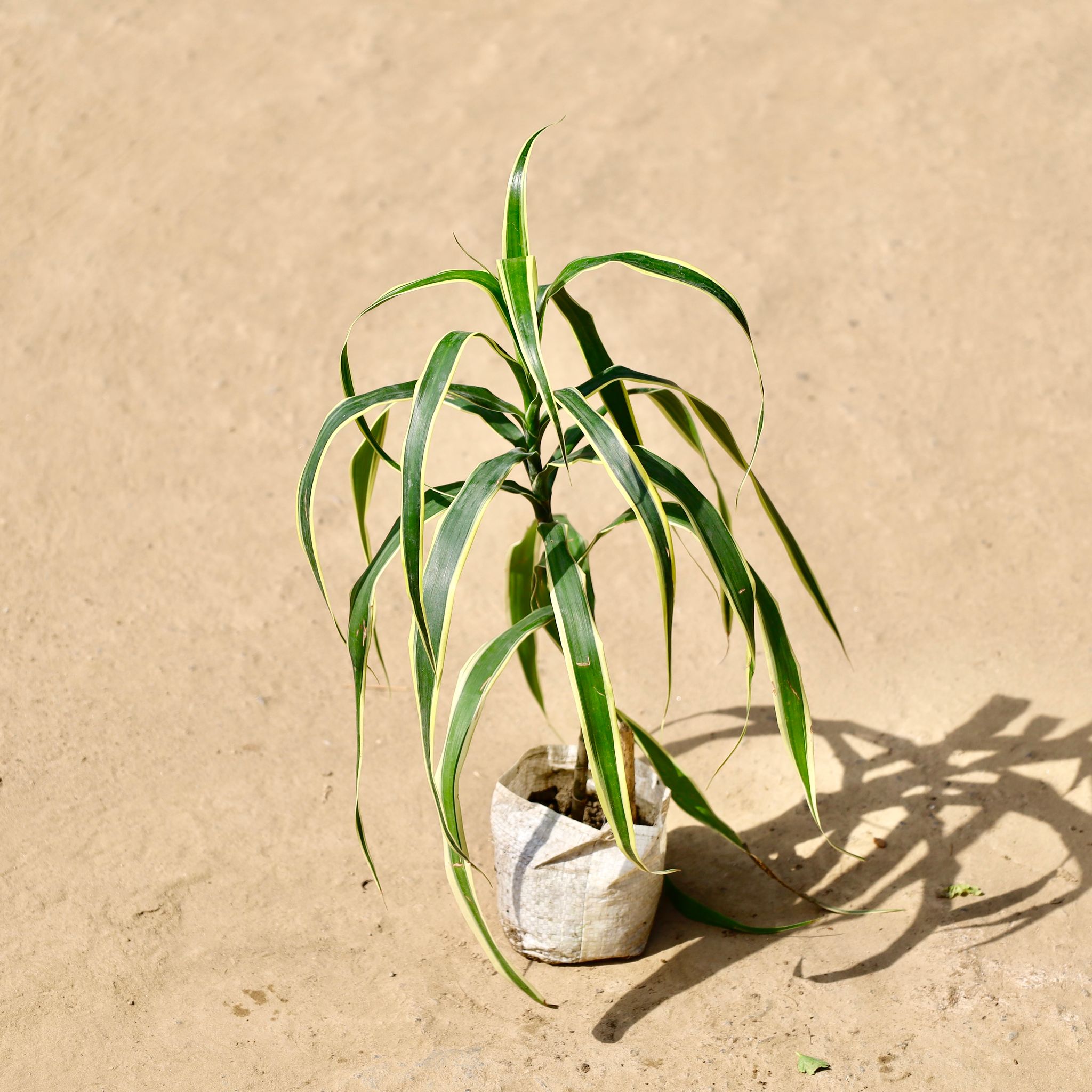 Dracaena Jamaica in 4 inch Nursery Bag