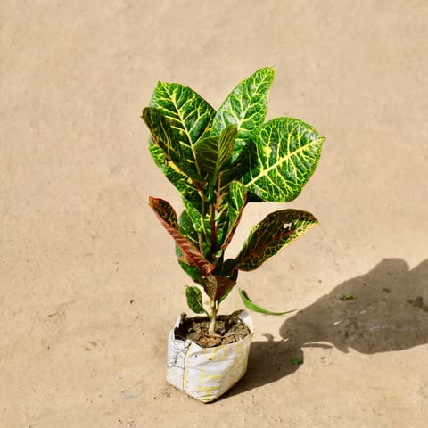 Croton Petra in 4 inch Nursery Bag