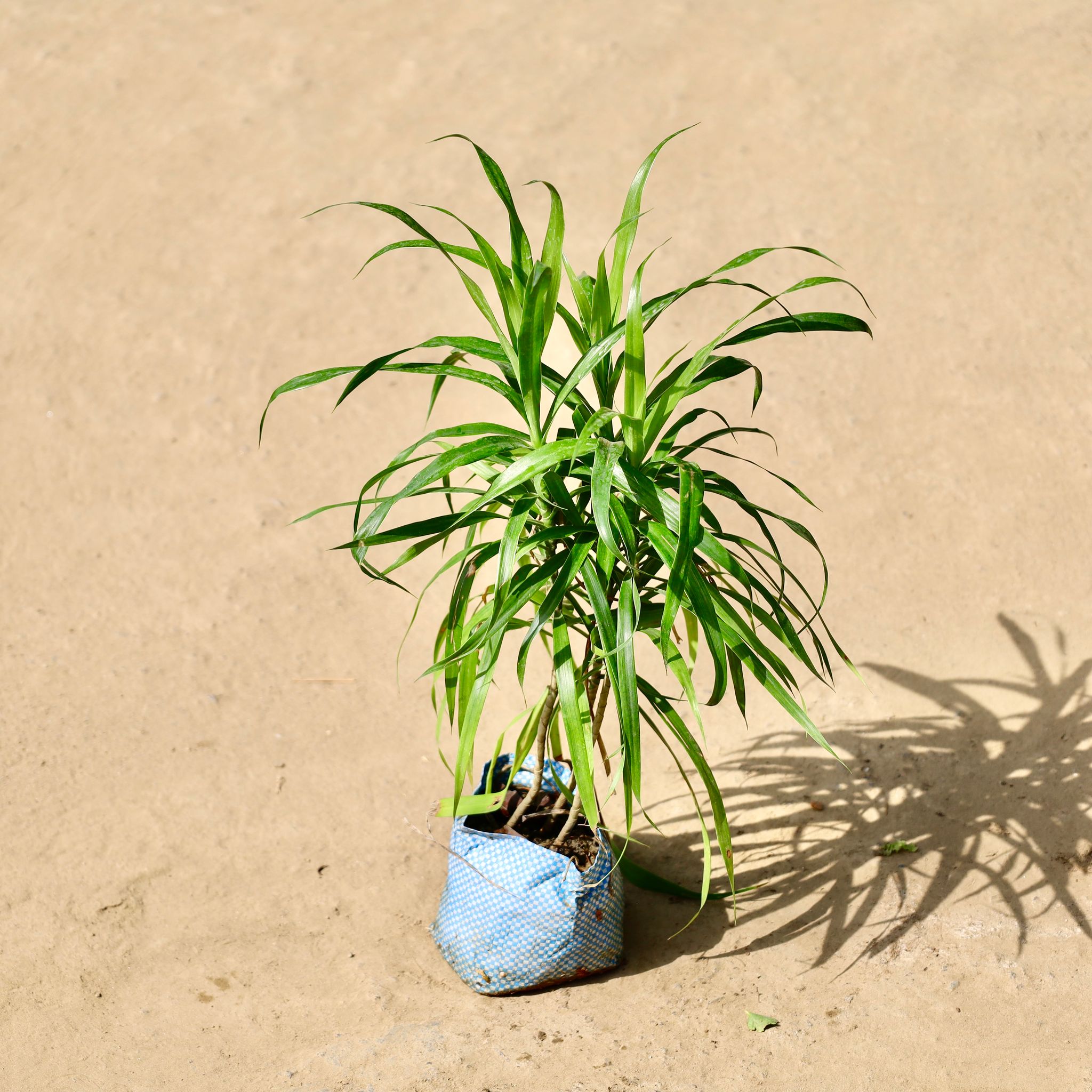 Dracaena Green in 4 inch Nursery Bag