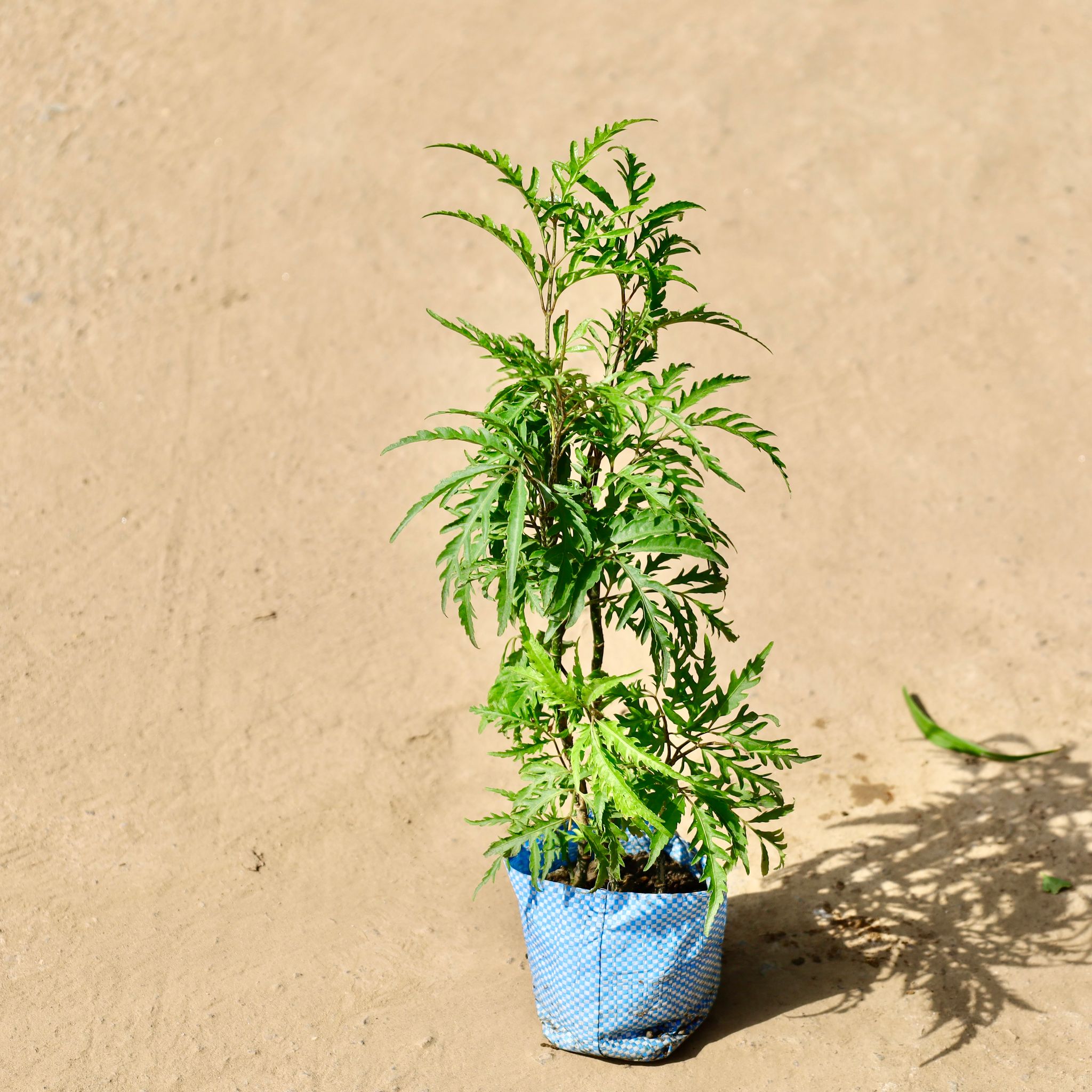 Aralia Neem in 4 inch Nursery Bag