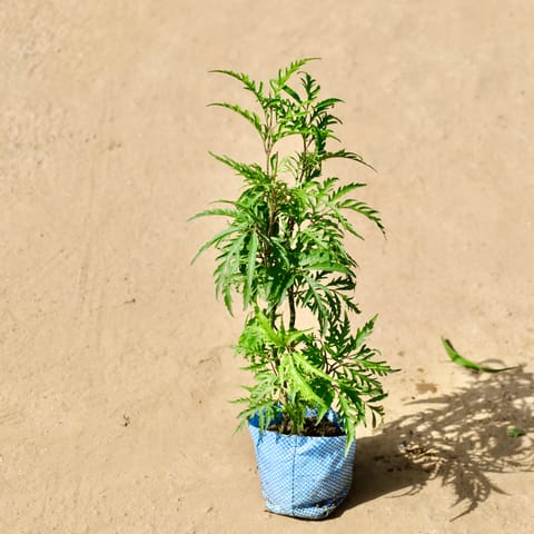 Aralia Neem in 4 inch Nursery Bag
