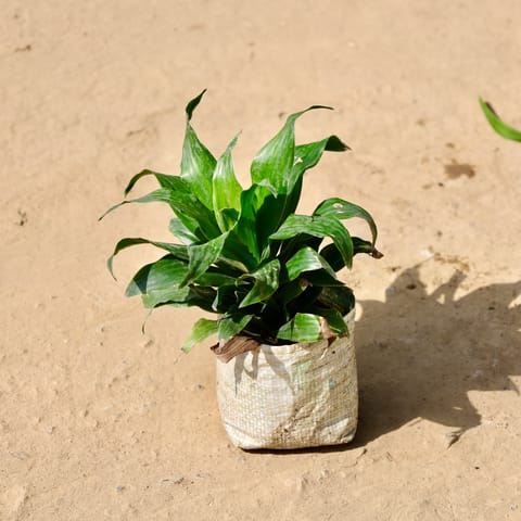 Dracaena Compacta in 4 inch Nursery Bag