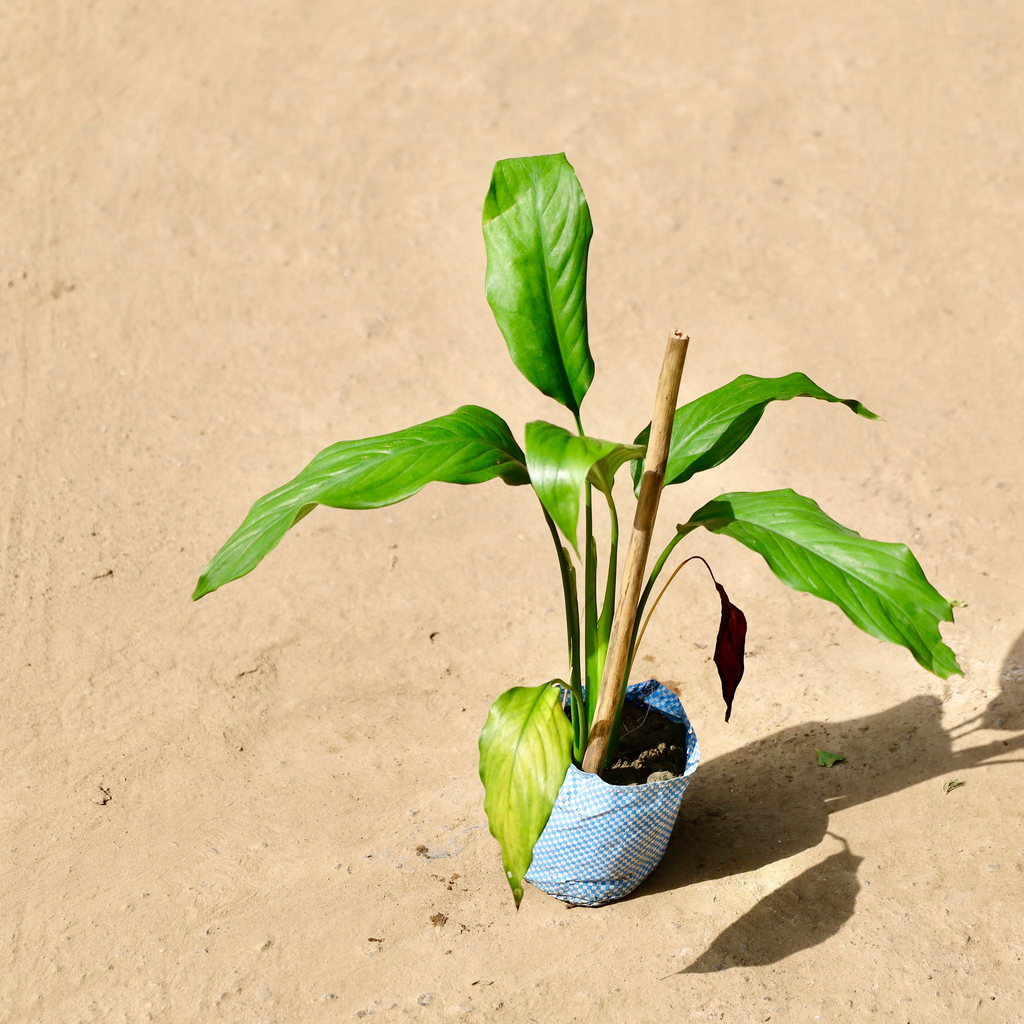 Peace Lily in 8 inch Nursery Bag