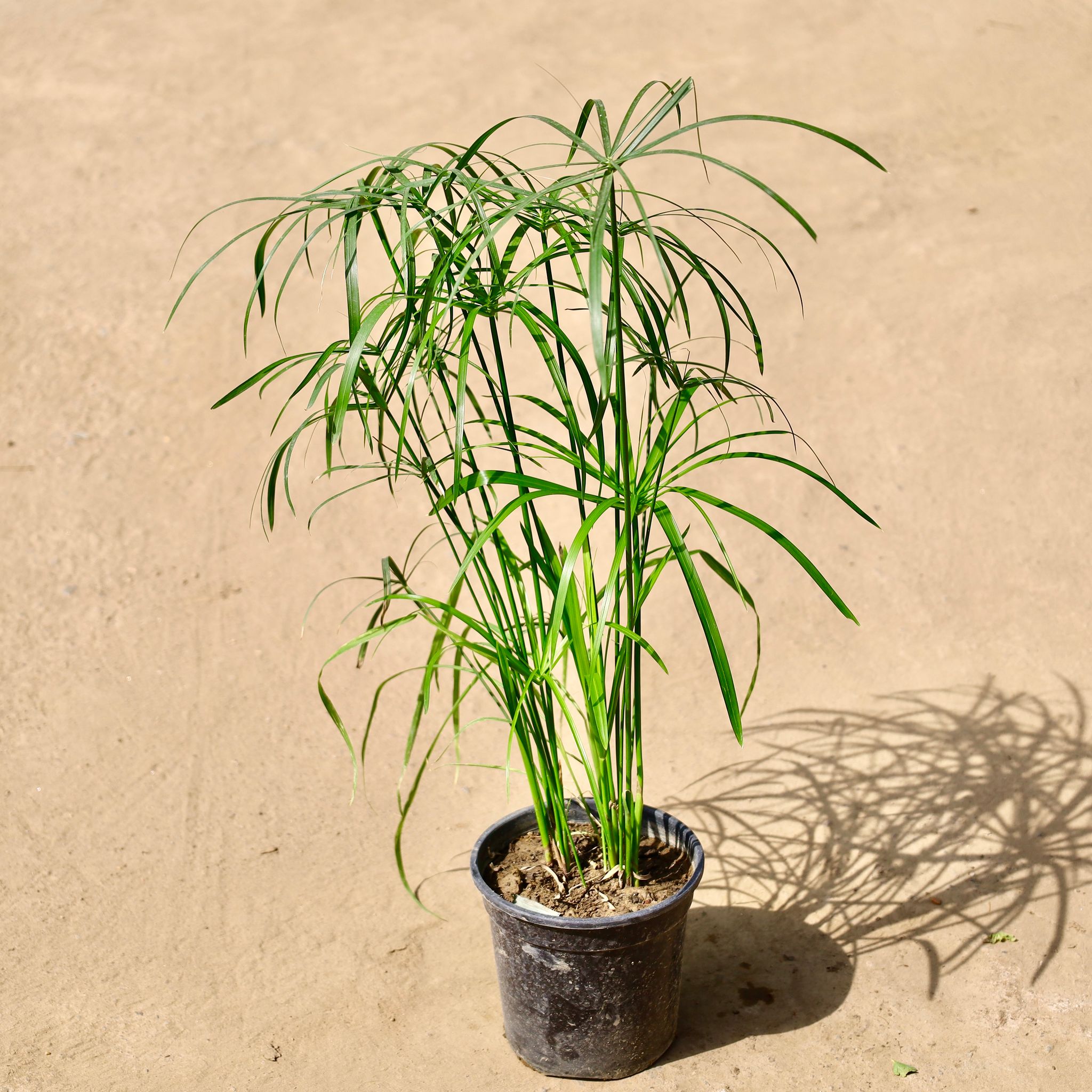 Umbrella Palm in 6 inch Nursery Bag