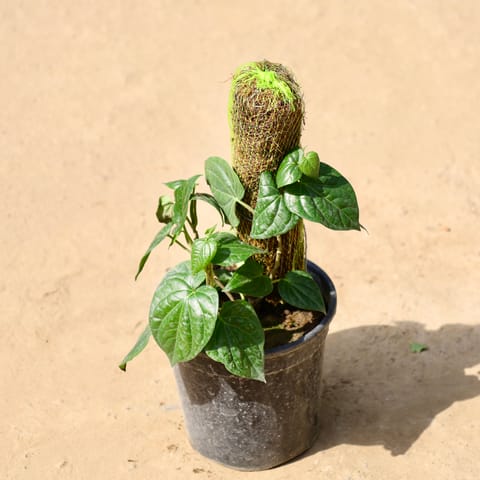 Paan with 2 ft Moss stick in 6 inch Black Nursery Pot