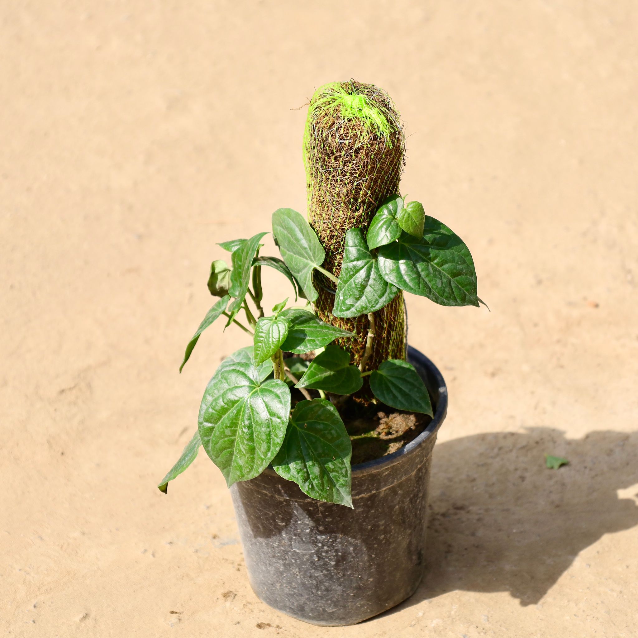 Paan with 2 ft Moss stick in 6 inch Black Nursery Pot