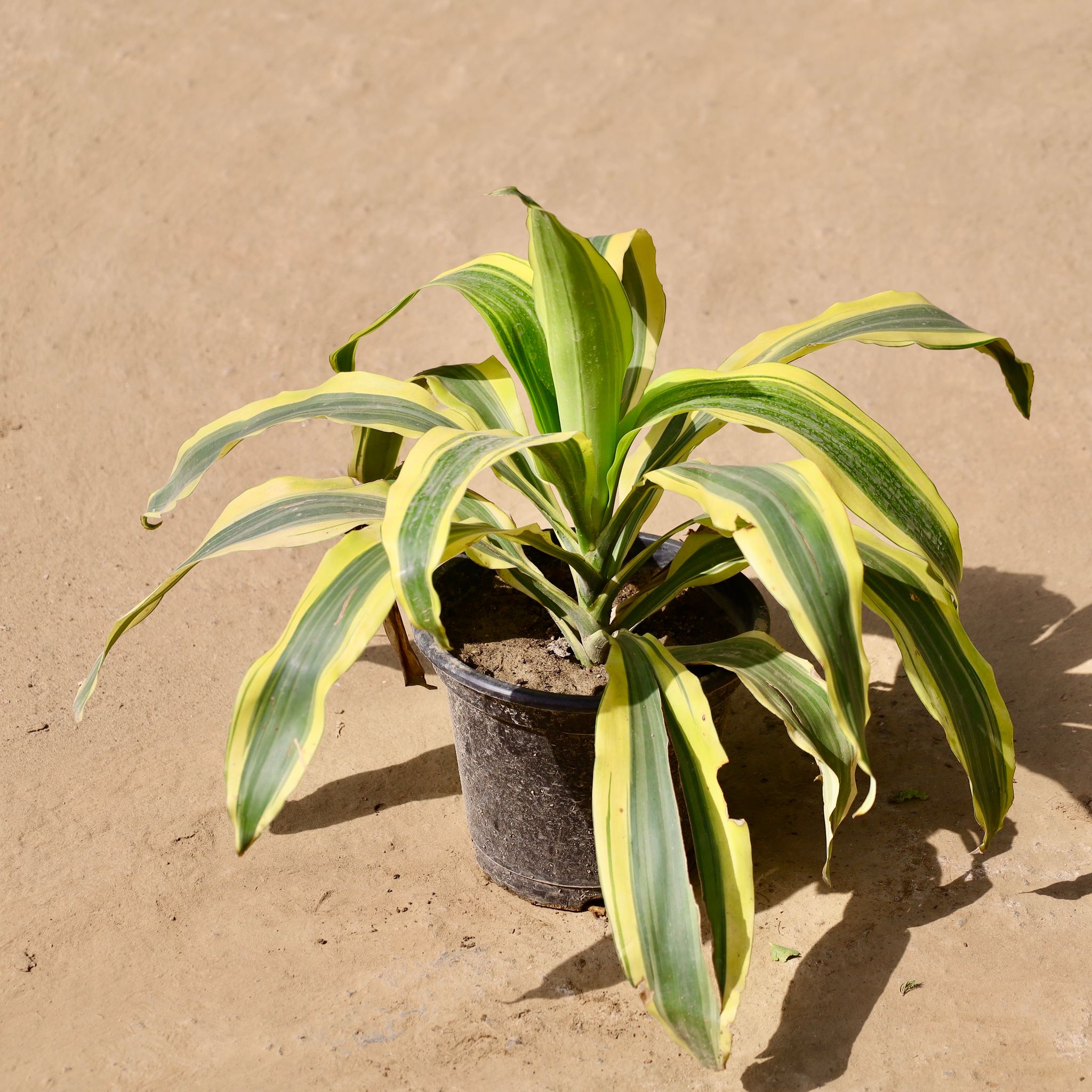 Dracaena Victoria in 8 inch Nursery Bag