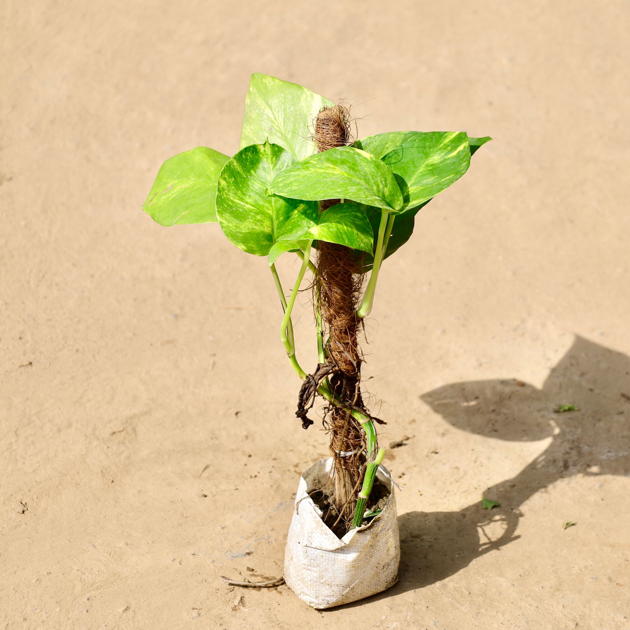 Money Plant with Moss Stick in 4 inch Nursery Bag
