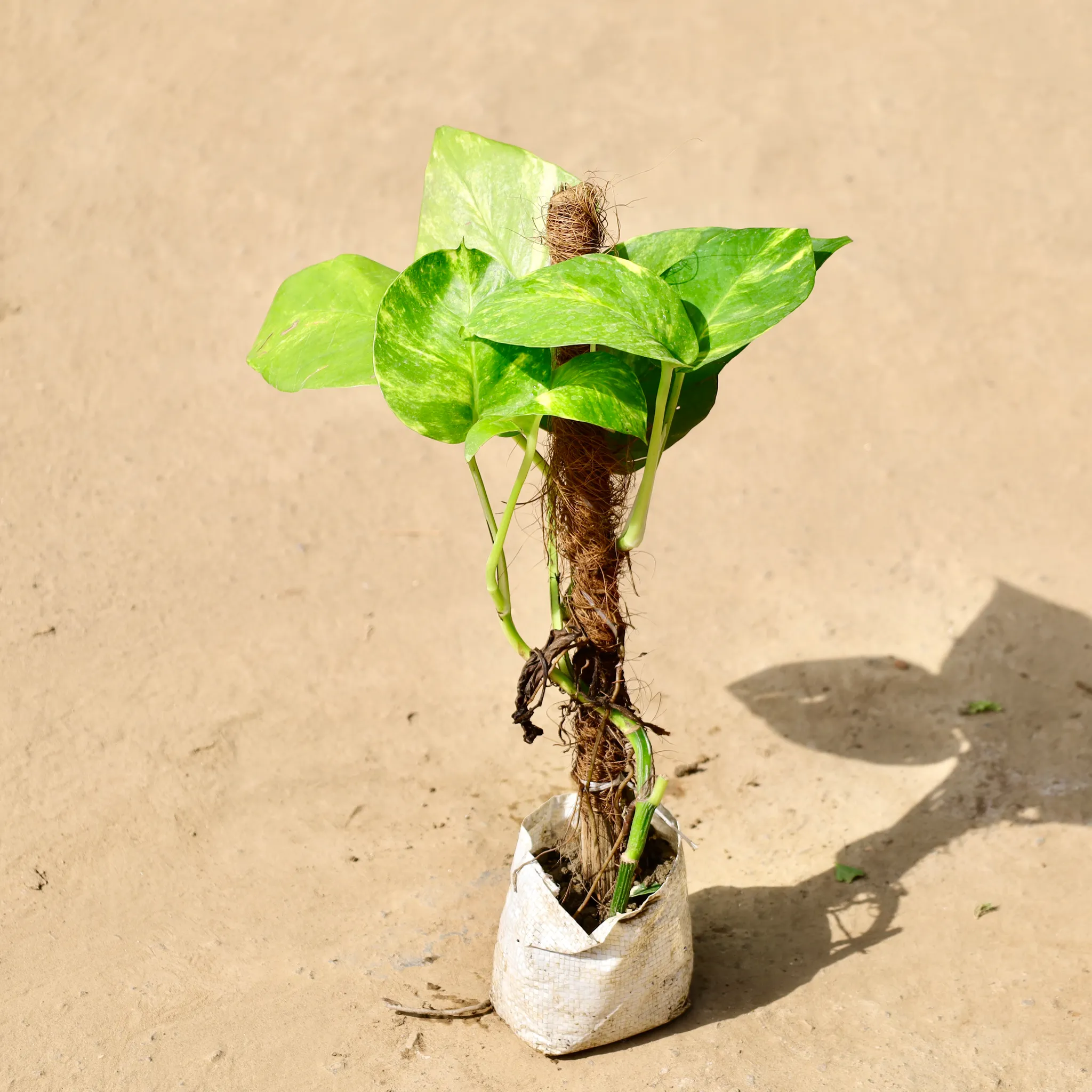 Money Plant with Moss Stick in 4 inch Nursery Bag
