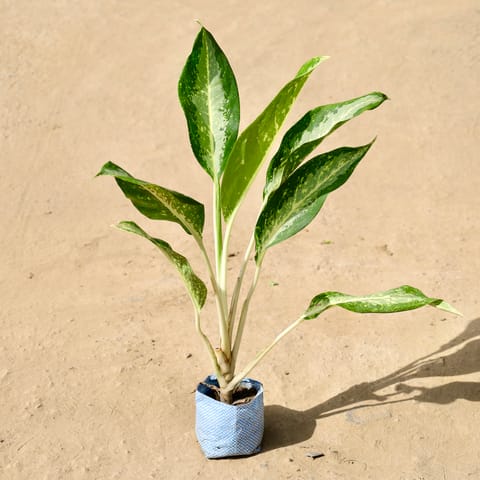 Aglaonema Silver Queen in 4 inch Nursery Bag