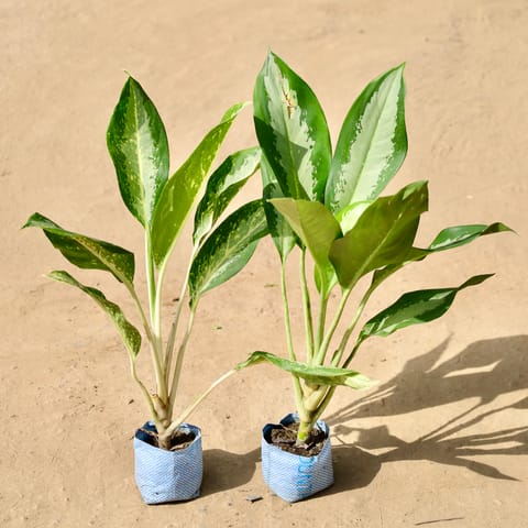 Set of 2 - Aglaonema Sliver Queen in 4 Inch Live Fresh Plant Nursery Bag in Sector 47