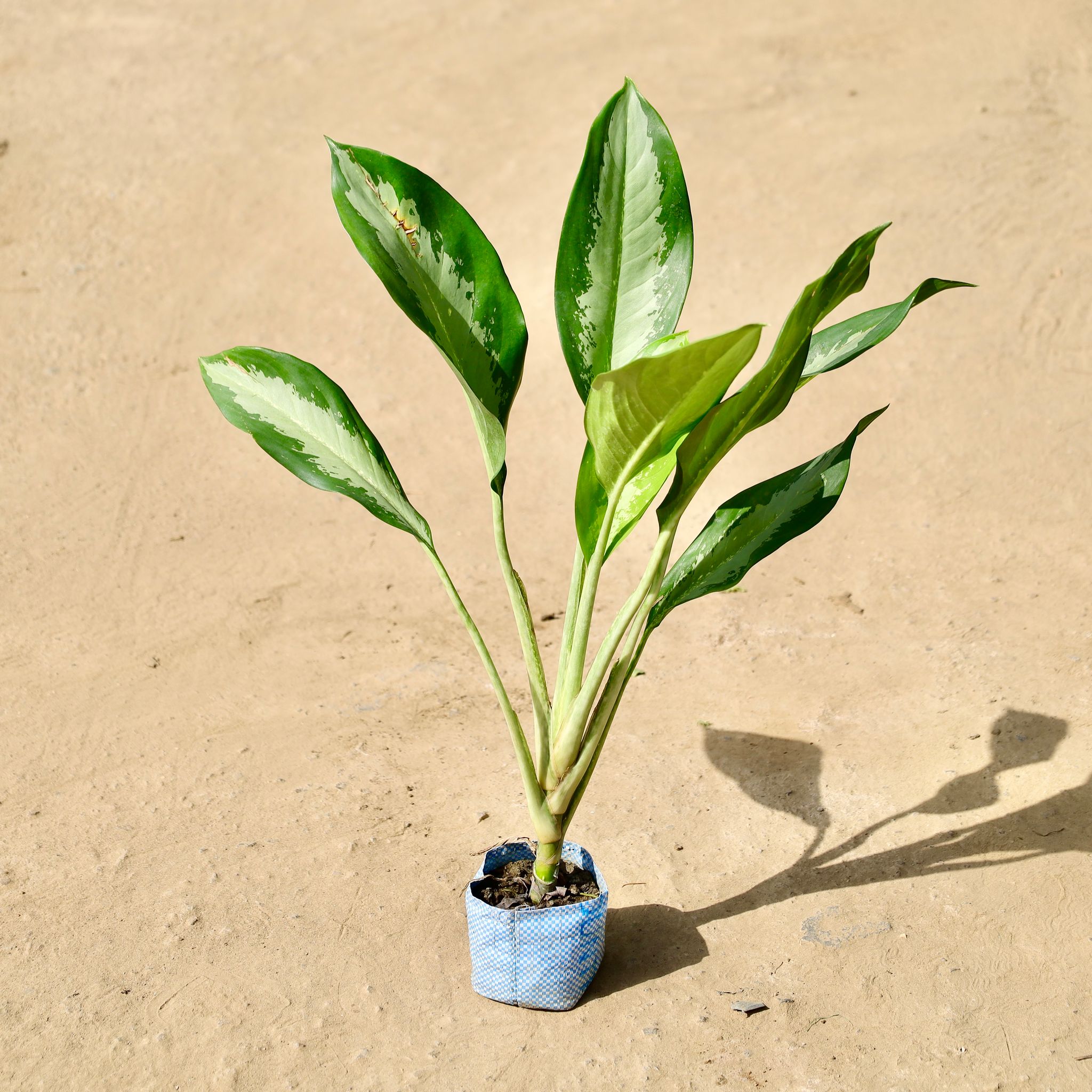 Aglaonema Silver Queen in 4 inch Nursery Bag
