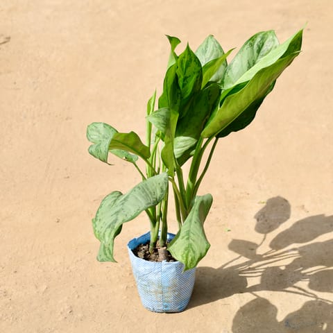 Aglaonema Silver King? in 8 Inch Live Fresh Plant Nursery Bag in Sector 77