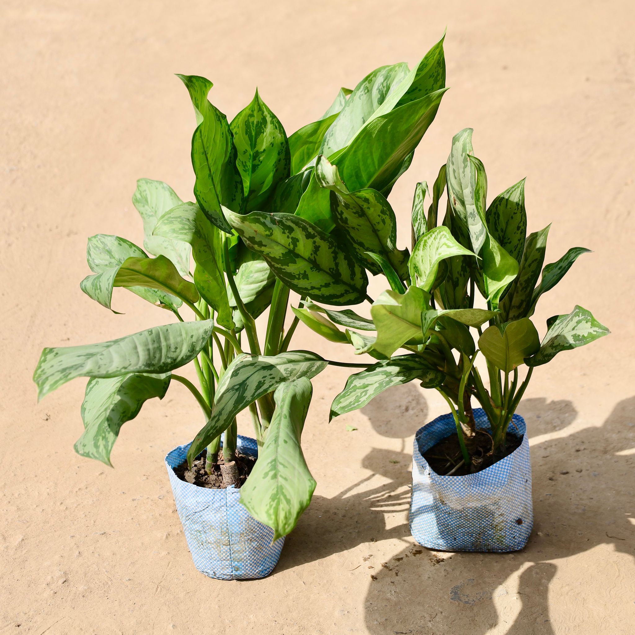 Set of 2 - Aglaonema Emerald Bay in 8 inch Nursery Bag