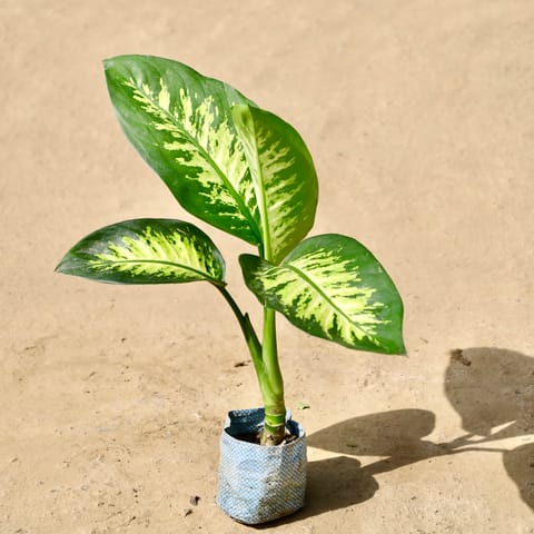 Dieffenbachia� in 5 inch Nursery Bag